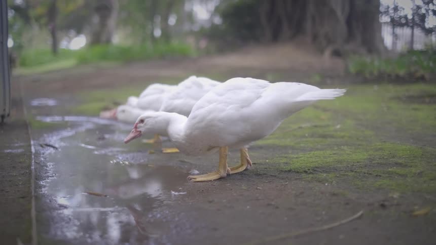Slow motion close-up of three white Muscovy ducks drinking from a puddle in a park