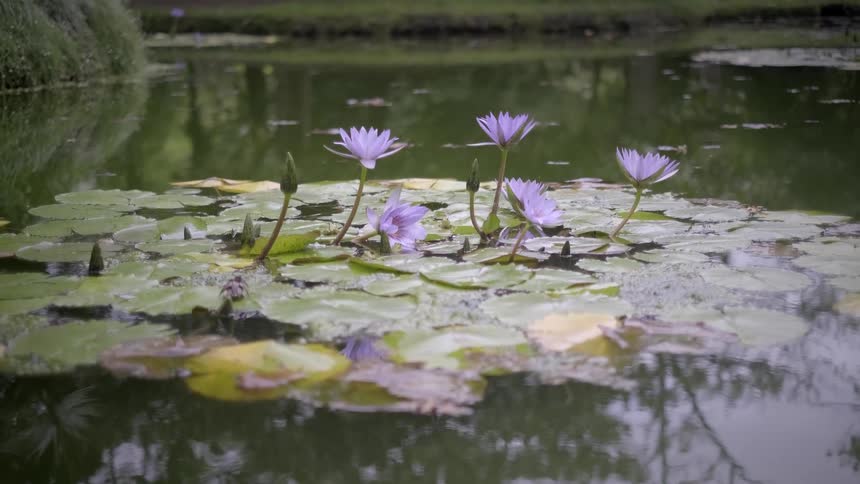 A serene, still shot of beautiful purple water lilies and their buds floating amongst lily pads on a calm, reflective pond