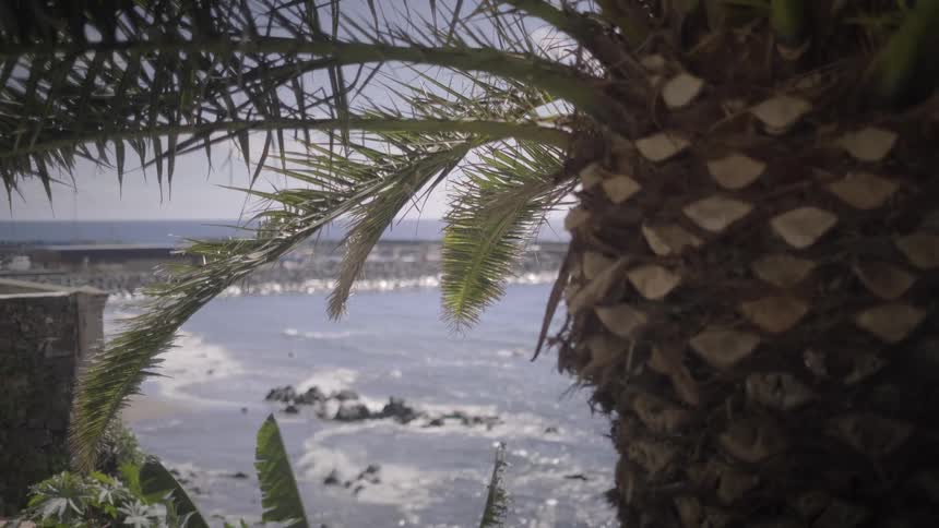 A close-up view of a palm tree reveals a sunny beach with sparkling ocean waves in the background