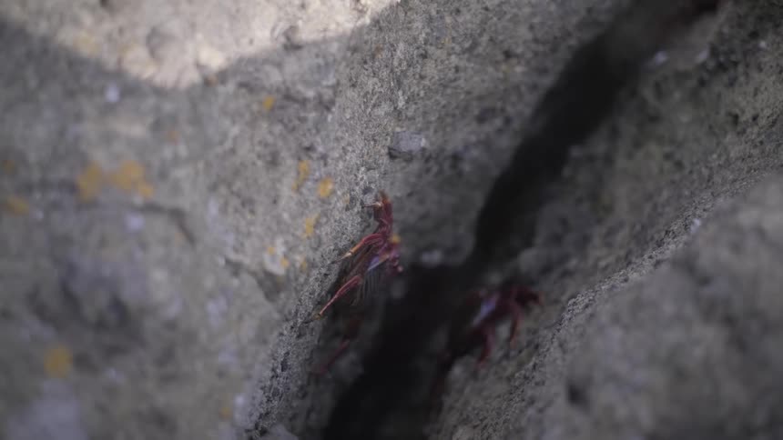 A close-up shot of two small red crabs hiding in a crevice of a rock