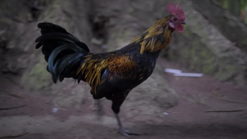 A colorful rooster with a bright red comb walks away from the camera in a natural park setting in slow motion