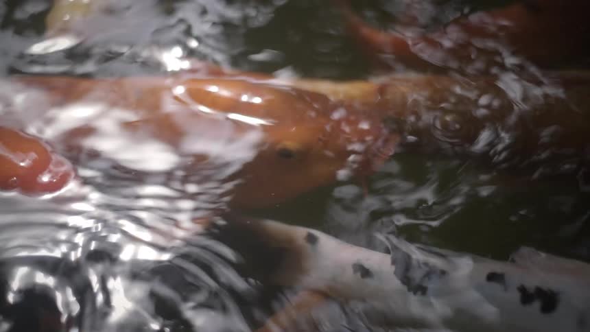 A close-up slow-motion shot of colorful koi fish swimming together in a tranquil pond