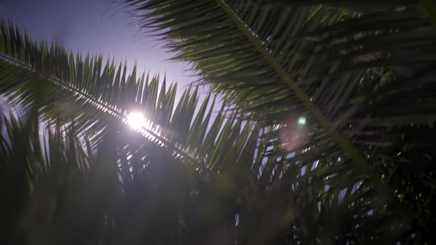 A low-angle shot of palm tree fronds swaying in the breeze as the bright sun shines through, creating a lens flare against the blue sky