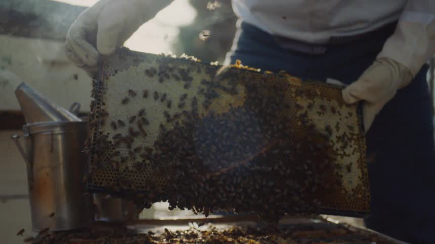 A beekeeper wearing protective gloves inspects a honeycomb frame teeming with bees in slow motion