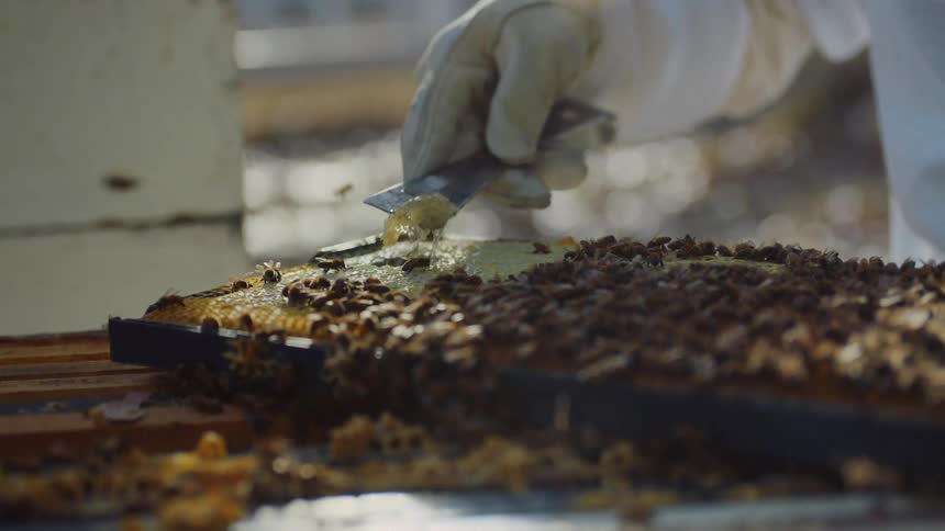 Slow motion close up of a beekeeper scraping a honeycomb frame covered in bees with a hive tool