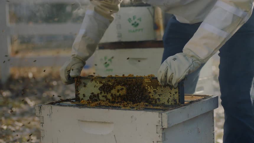 A beekeeper in a protective suit carefully lifts a honeycomb frame covered in bees from a hive in slow motion