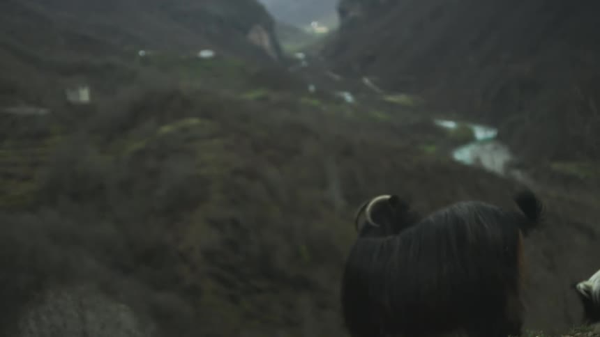 A black goat with long hair gazes out over a deep mountain valley on a cloudy, atmospheric day