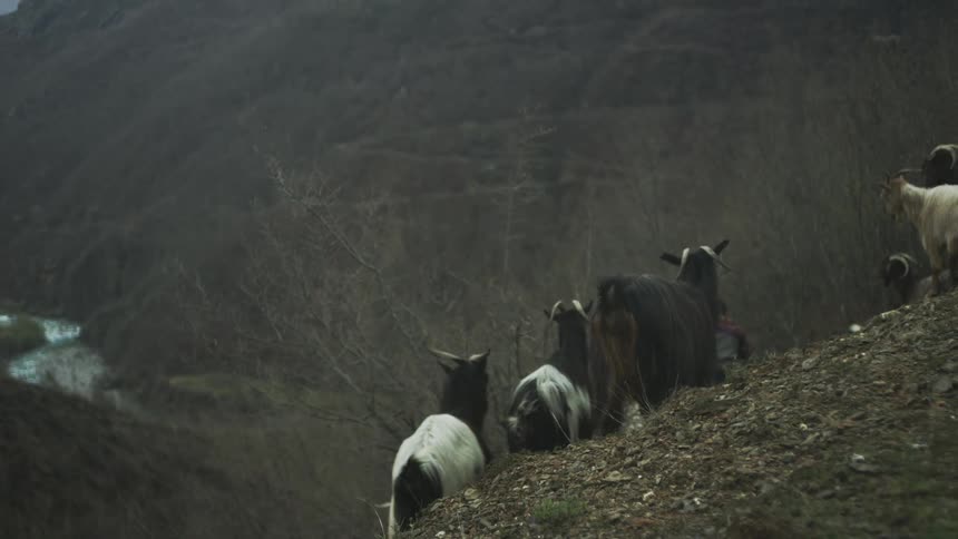 A herd of goats grazes and rests on a steep, rocky hillside overlooking a vast, dark valley with a winding river