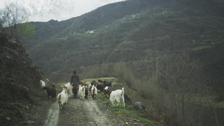 A shepherd leads his herd of goats down a dirt road in a remote, mountainous region under an overcast sky