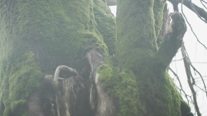 Close-up slow-motion pan reveals the intricate texture of green moss on an ancient tree trunk, tilting up to its bare branches against a bright, hazy sky