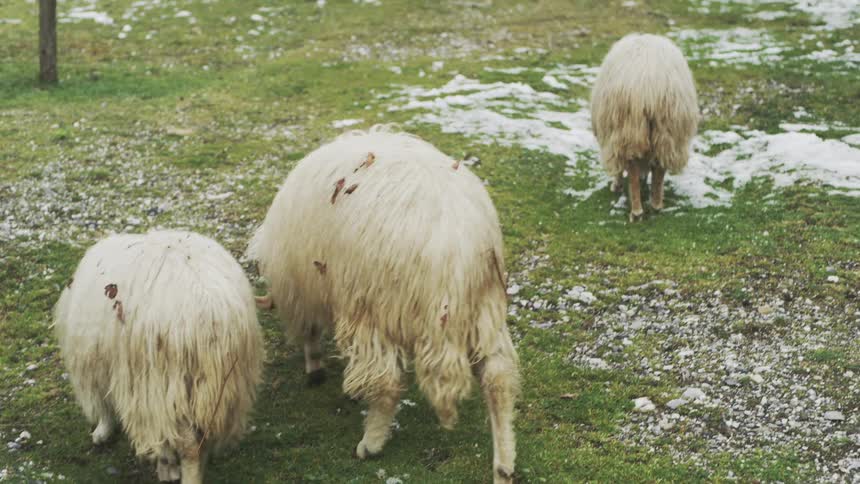 Slow motion shot of a flock of shaggy white sheep grazing in a snowy, green pasture