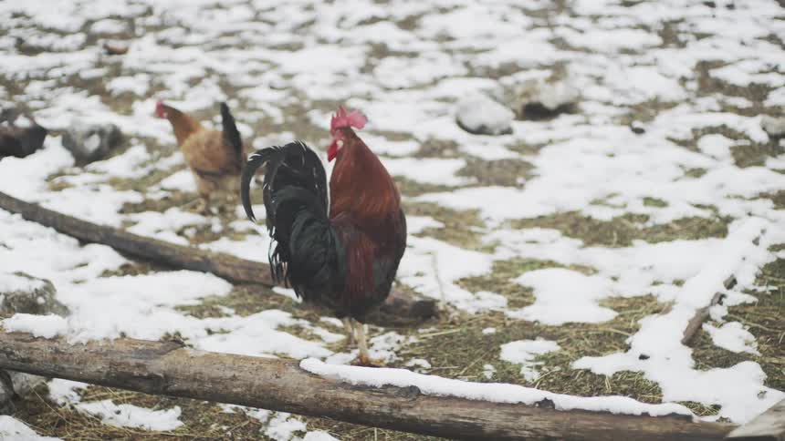 A colorful rooster and a brown hen walk around a snowy farmyard in slow motion