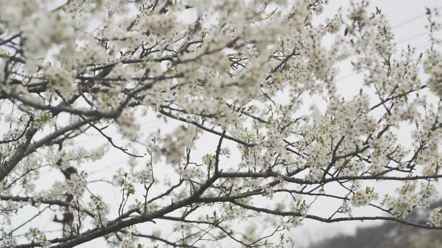 Delicate white blossoms on tree branches dance in the wind on a tranquil, overcast spring day