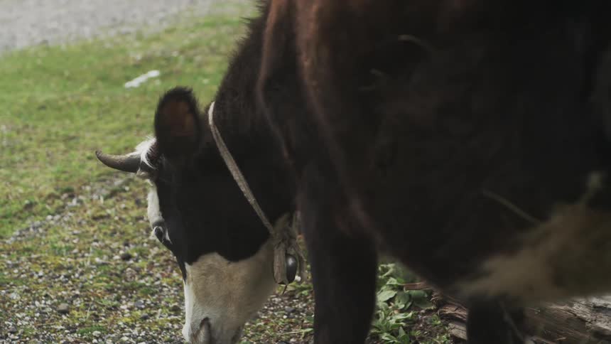 A soft focus pull in slow motion reveals a young cow with a bell around its neck grazing peacefully in a rural pasture