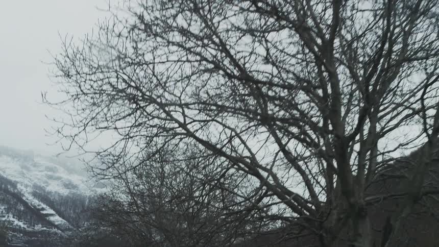 A slow revealing shot of skeletal tree branches against a moody, snow-covered mountain on an overcast day