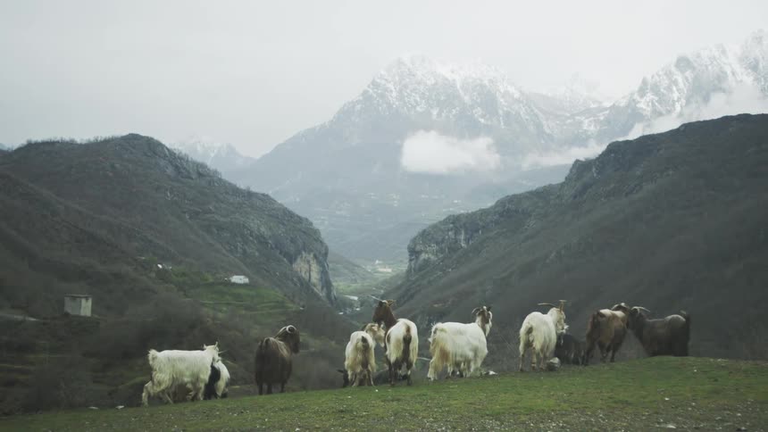 A herd of goats grazes peacefully on a lush green mountainside, with majestic snow-capped peaks visible through the mist