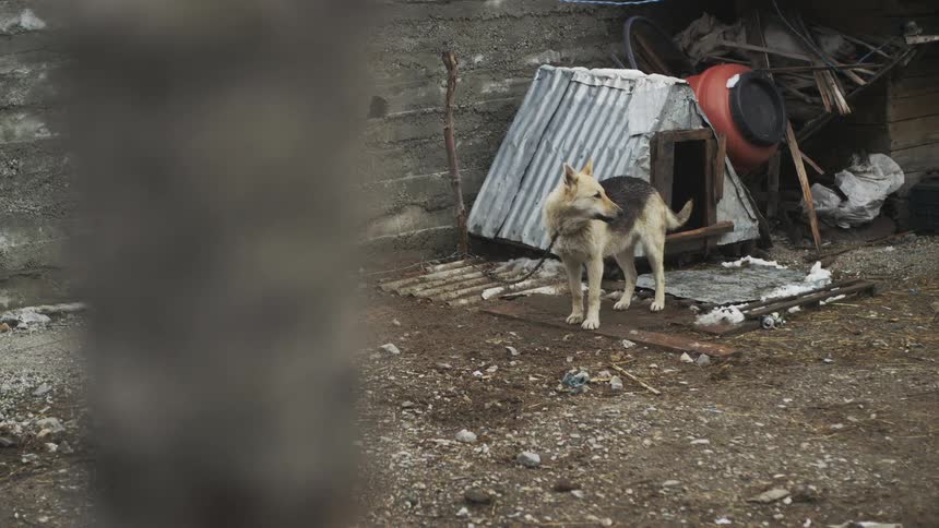 A sad, lonely dog chained up in a bleak, cluttered junkyard howls next to its makeshift metal doghouse
