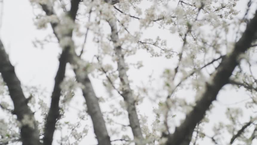 A close-up slow-motion shot pans across the delicate white blossoms covering the branches of a tree against an overcast sky