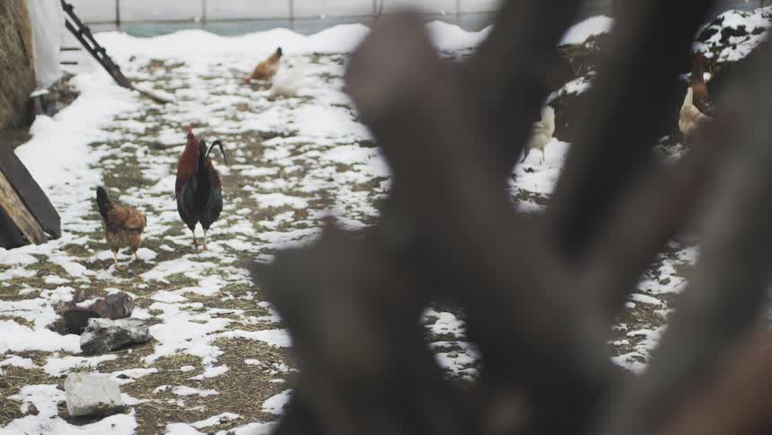 A proud rooster flaps its wings and crows loudly in a snowy farmyard during winter as other hens forage for food