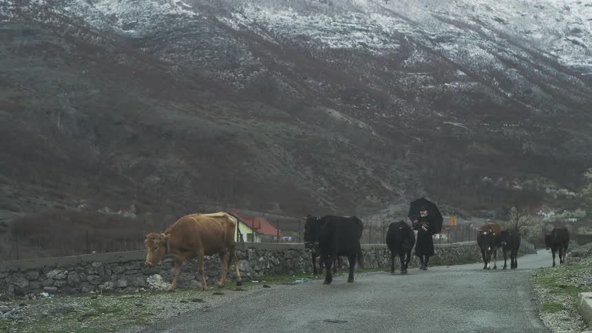 An elderly farmer with an umbrella herds a small group of cows down a desolate road with snowy mountains in the background
