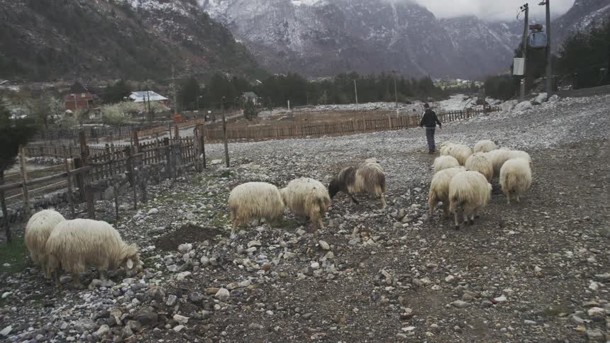 A lone shepherd guides a flock of sheep along a gravel road through a vast, snowy mountain valley on an overcast day