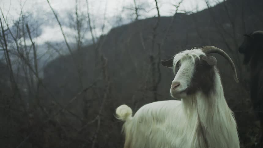 A majestic long-haired white and brown goat stands stoically in a bleak and moody mountain forest on an overcast day