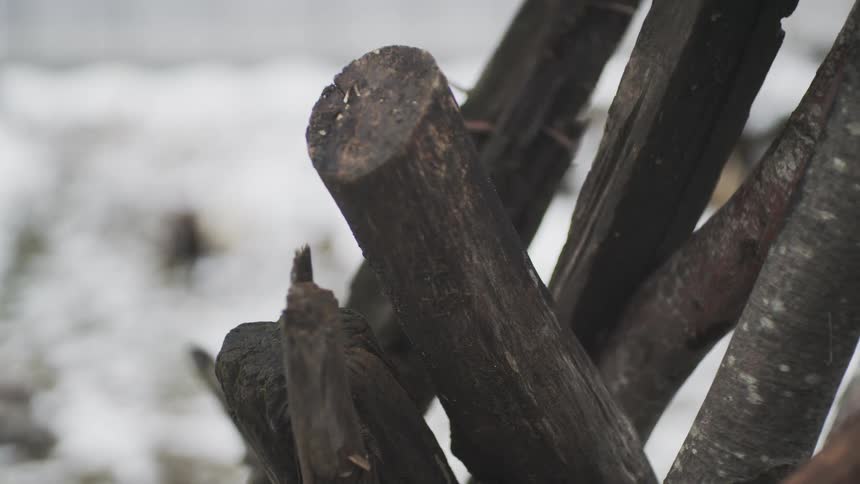 A slow focus pull from chickens and a rooster in a snowy farmyard to a rustic wooden fence in the foreground