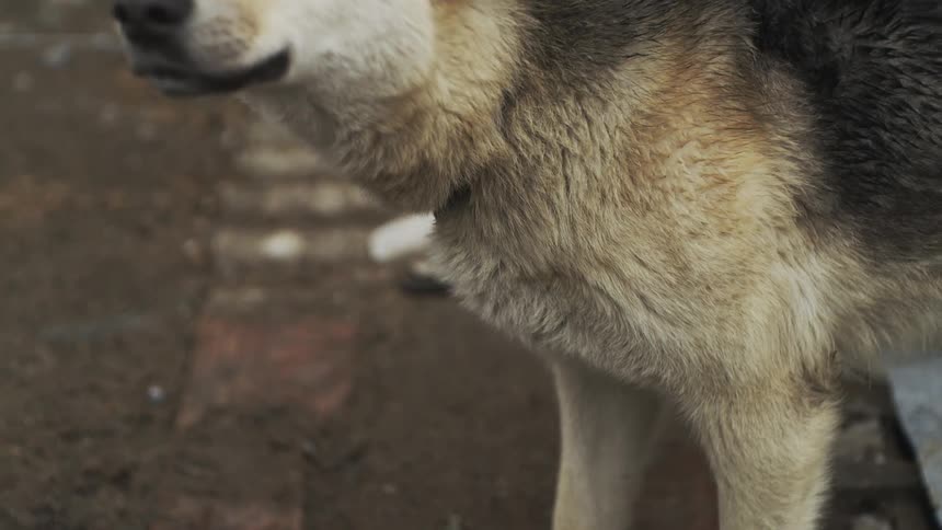 A sad, neglected dog on a chain looks at the camera in slow motion before barking