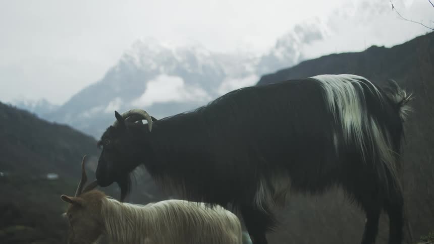 A long-haired black and white goat nuzzles a smaller goat on a mountainside with snow-capped peaks in the background