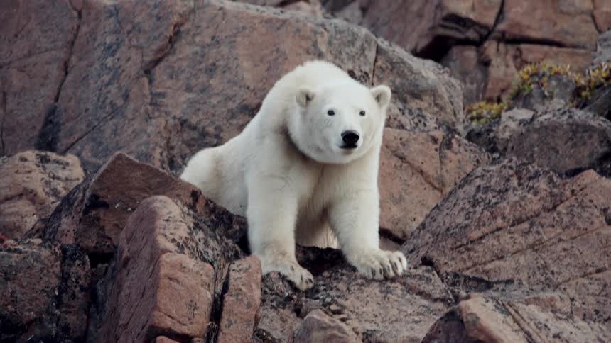 A majestic polar bear rests on a rocky cliffside, observing its surroundings