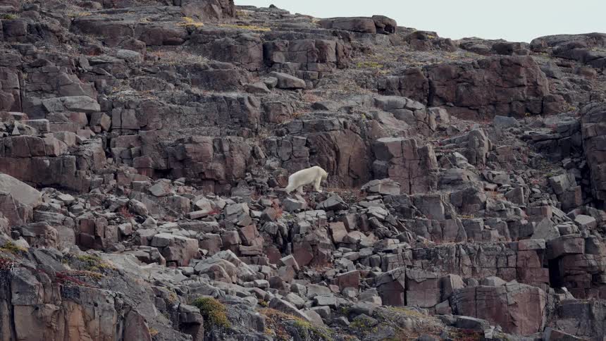 A solitary polar bear carefully navigates a rugged, rocky cliffside in its natural Arctic habitat