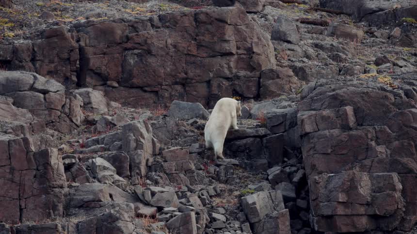 A wild polar bear carefully climbs up a steep, rocky mountainside in the barren Arctic landscape