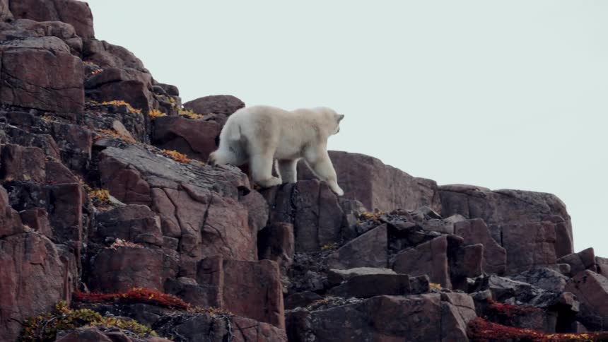 A majestic polar bear carefully navigates its way down a rugged, rocky cliff