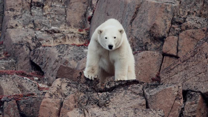 A beautiful polar bear stands watch on a rocky arctic cliff face, staring intently into the camera