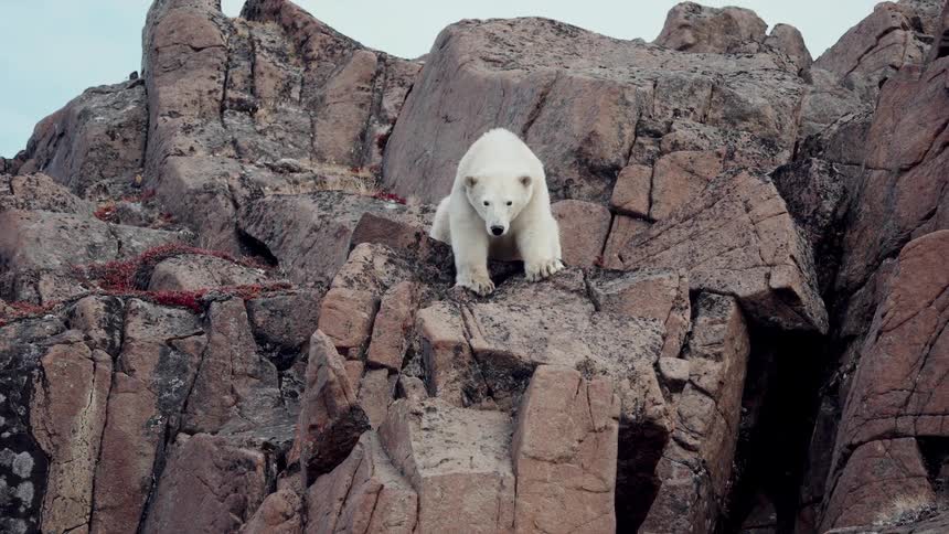 A large polar bear observes its surroundings from its perch on a rocky mountainside