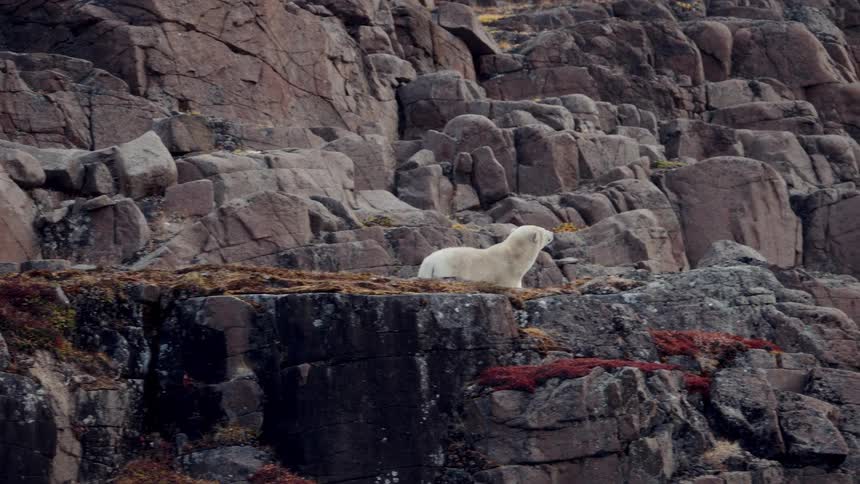 A wild polar bear walks across a rocky, moss-covered cliff, lies down for a rest, and then continues on its way