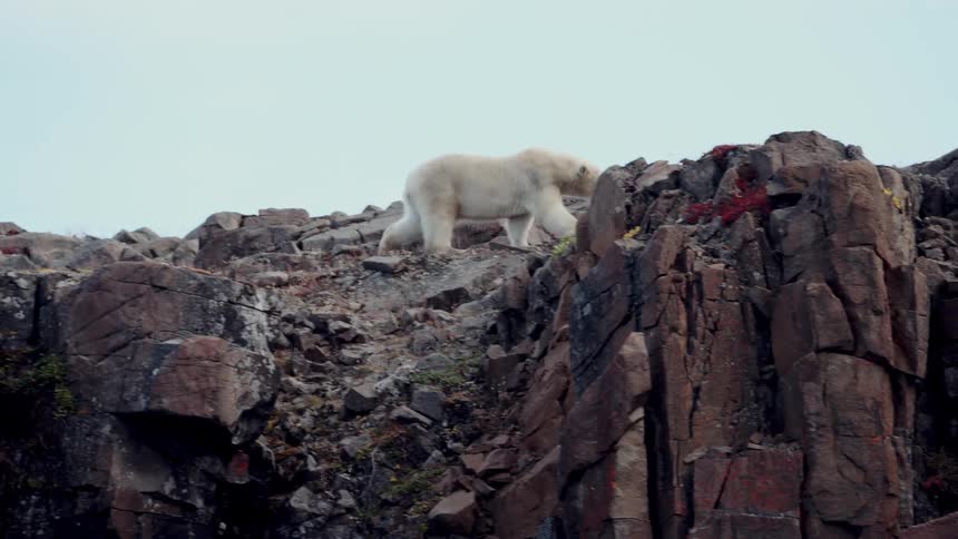 A lone polar bear carefully walks over the rocky terrain of an Arctic cliffside under an overcast sky