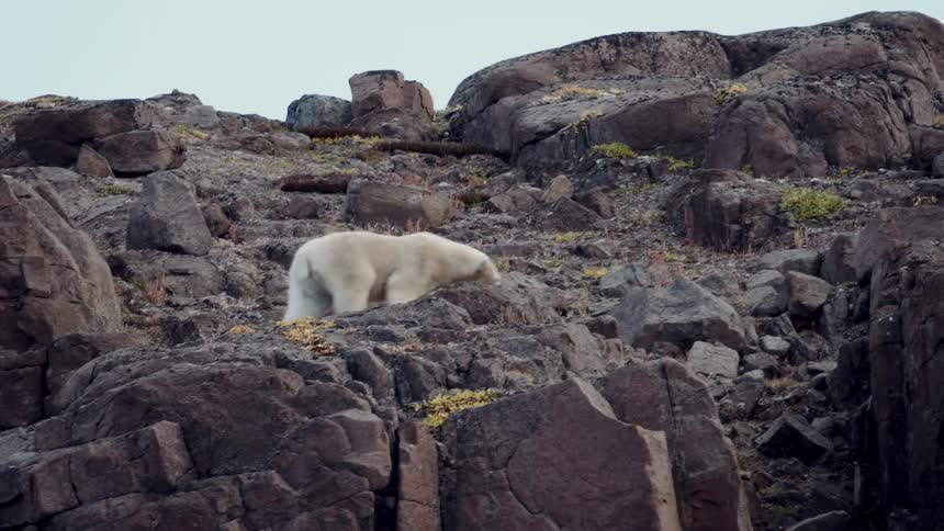 A solitary polar bear carefully navigates a rugged, rocky hillside in the wild