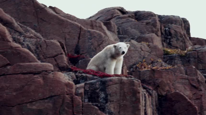 A polar bear lets out a big yawn while sitting on a rocky, reddish-brown cliff in the Arctic