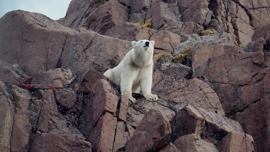 A majestic polar bear sits on a rugged, rocky cliff, sniffing the air and looking down curiously