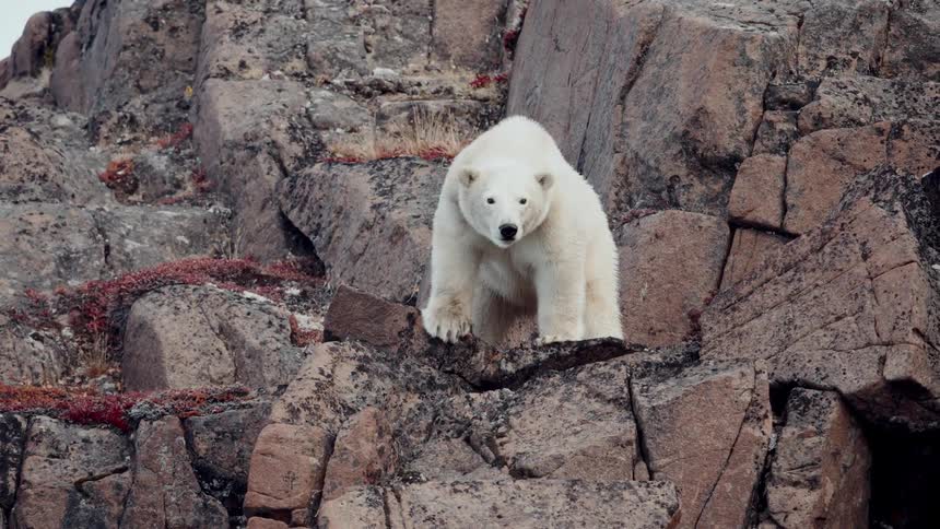 A majestic polar bear stands tall on a rocky cliff, curiously looking down towards the camera in its natural arctic habitat