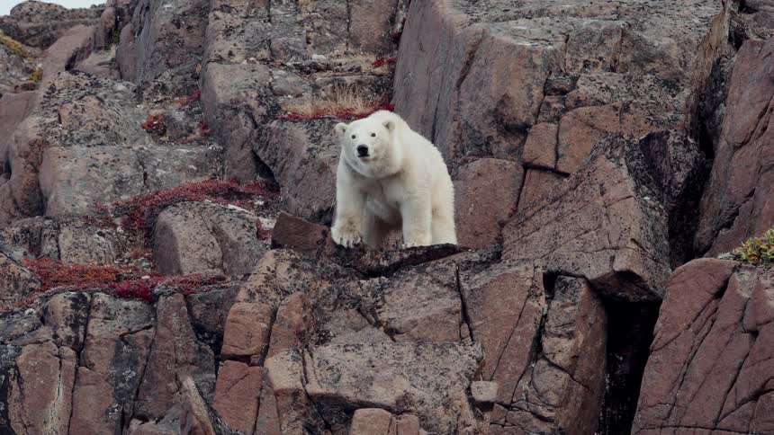 A lone polar bear stands majestically on a rocky cliff in the Arctic, looking around its vast, wild habitat