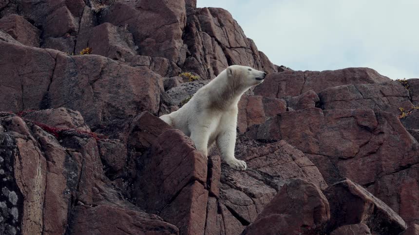 A low angle slow motion shot shows a polar bear perched on a rocky cliff, sniffing the air and surveying its surroundings