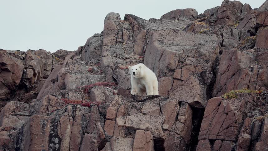 A majestic polar bear stands watch on a rugged, rocky outcrop in the Arctic