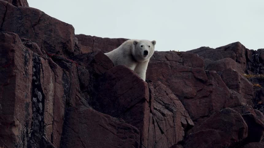 A majestic polar bear stands atop a rugged, dark rock cliff, sniffing the air against an overcast sky