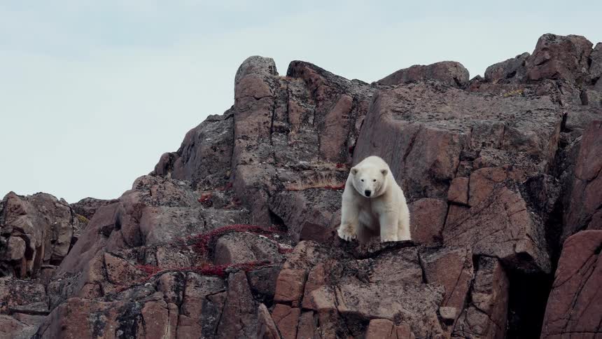 A majestic polar bear sits atop a rugged, rocky cliff in the Arctic, observing its surroundings