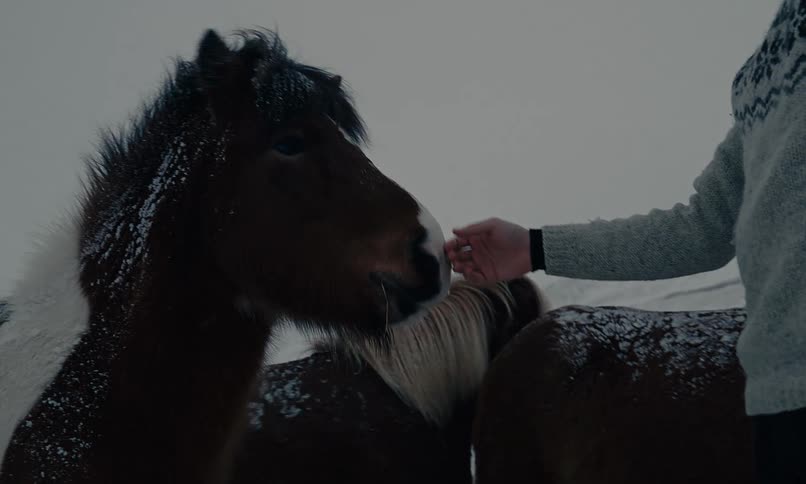 A man in a traditional Icelandic sweater gently pets a herd of friendly horses in a snowy winter landscape