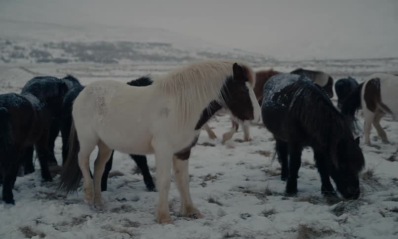 A herd of beautiful Icelandic horses with thick winter coats graze in a snowy field on a cold day