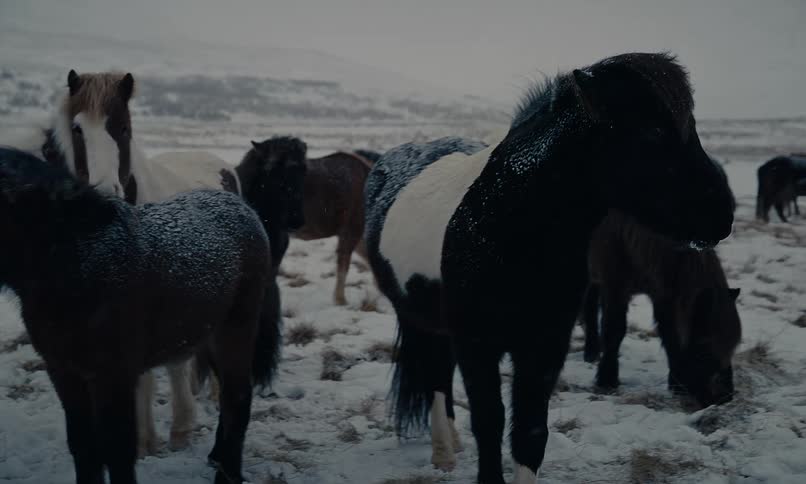 A herd of beautiful Icelandic horses stands stoically together in a snowy field during a gentle snowfall