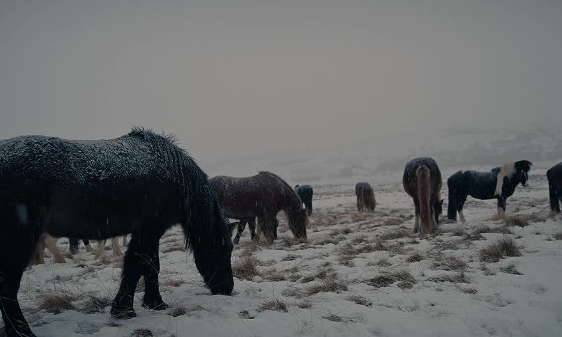 A herd of horses grazes in a desolate, snow-covered landscape during a heavy snowfall